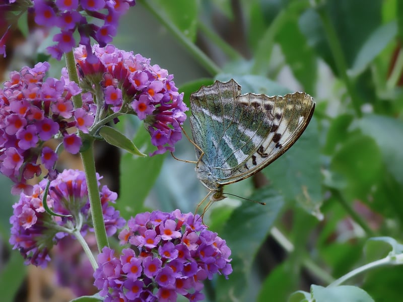 Flowers and Butterfly