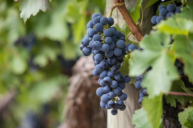 Vineyard Setting